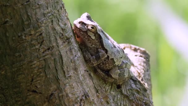 Japanese Tree Frog Hyla Japonica — Stock Video