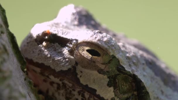 Japanischer Laubfrosch Hyla Japonica — Stockvideo