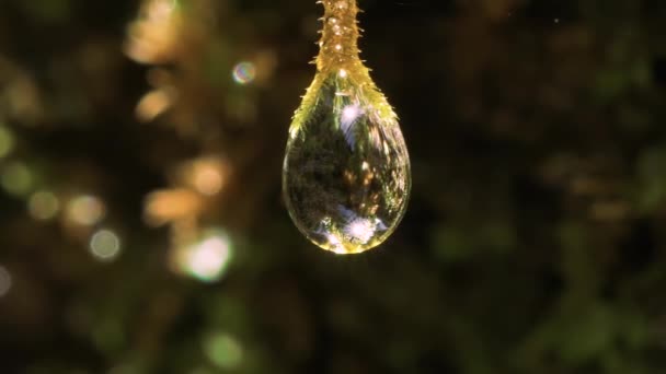 Gotas Agua Cayendo Mojado Moss — Vídeo de stock