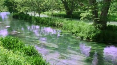 Daio Wasabi Çiftliği, Azumino, Nagano, Japonya