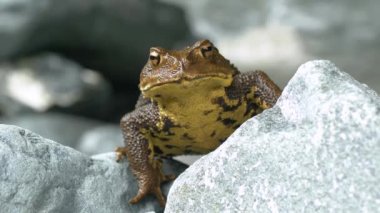 Japon Yaygın Kurbağası (Bufo japonicus formosus)