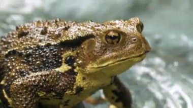 Japon Yaygın Kurbağası (Bufo japonicus formosus)