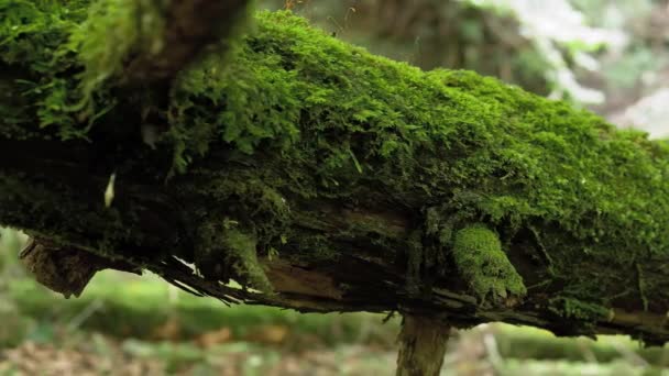 Moss Growing Fallen Tree — Stock Video