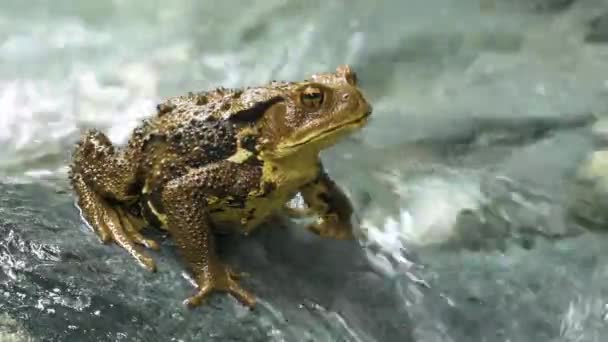 Ιαπωνικός Κοινός Βάτραχος Bufo Japonicus Formosus — Αρχείο Βίντεο