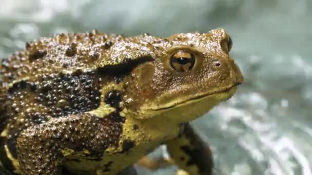 Japanese Common Toad Bufo Japonicus Formosus — Stock Video