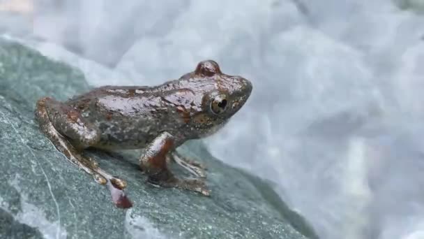 Kajika Frog Buergeria Buergeri Paarungsruf Paarungsruf Umgebungsgeräusche — Stockvideo