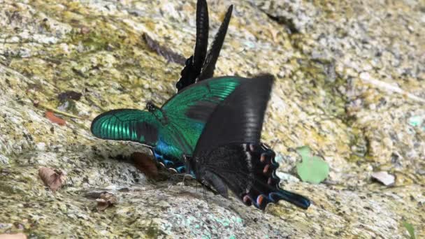 Alpine Black Swallowtails Papilio Maackii — Vídeo de Stock