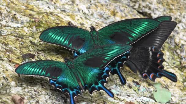 Alpenschwarzer Schwalbenschwanz Papilio Maackii — Stockvideo