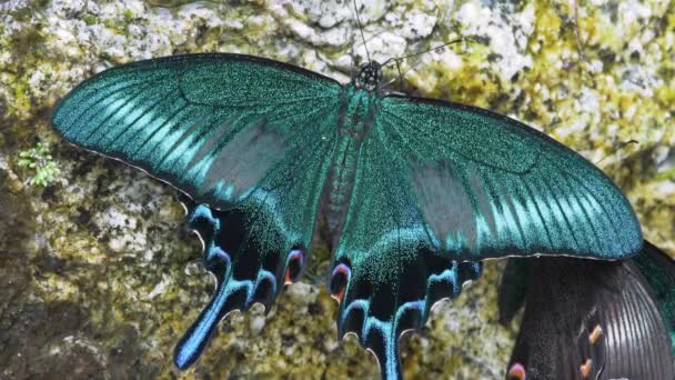 Alpine Black Swallowtails Papilio Maackii — Vídeo de Stock