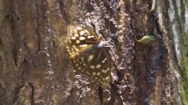 Büyük Mor İmparator Kelebek (Sasakia charonda, dişi)