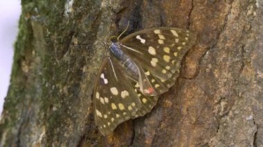 Büyük Mor İmparator Kelebek (Sasakia charonda, dişi)