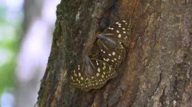 Büyük Mor İmparator Kelebek (Sasakia charonda, dişi)