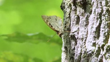 Büyük Mor İmparator Kelebek (Sasakia charonda, dişi)