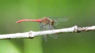 Sonbahar Darter, Kızıl Ejder Sineği (Sympetrum sıklıkla) Dalda Dinleniyor