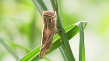 Kahverengi Çekirge (Patanga japonica) Yeşil Yaprak 'ın üzerinde dinleniyor