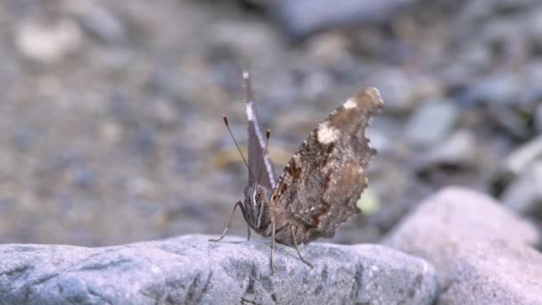 Blue Admiral Butterfly Caniska Canace — стокове відео