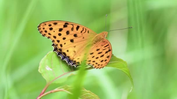 Indický Křídlatý Motýl Argyreus Hyperbius Spočívající Zeleném Listu — Stock video