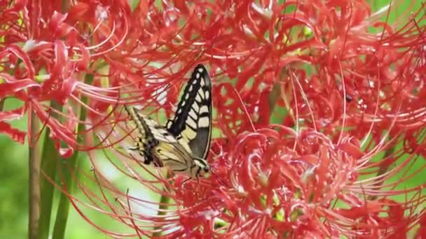 アジアのスワロテール蝶 Papilio Xuthus 花の蜜に餌をやる — ストック動画