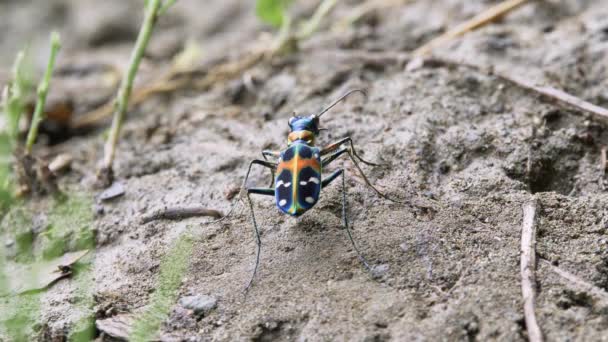 Besouro Tigre Japonês Cicindela Chinensis — Vídeo de Stock