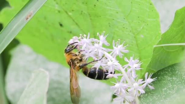 スコリードワスプ メガカンプソメリス属 グラスサ マツムライ 花の蜜の餌やり — ストック動画