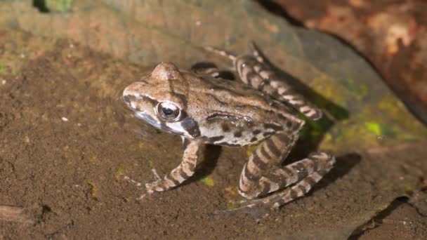 Montane Brown Frog Rana Ornativentris Mountain Forest — Stock Video