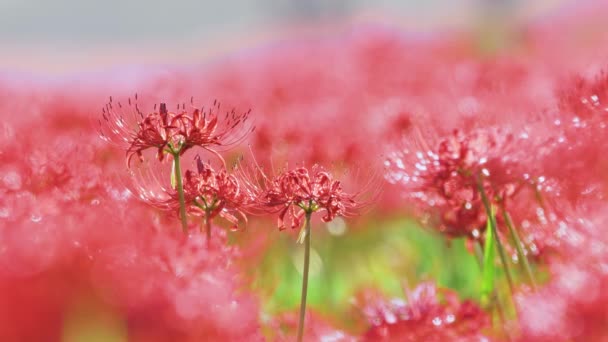 Laba Laba Merah Lily Mekar Musim Gugur — Stok Video