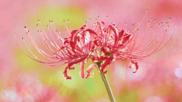 Giglio Ragno Rosso Fioritura Autunno — Video Stock