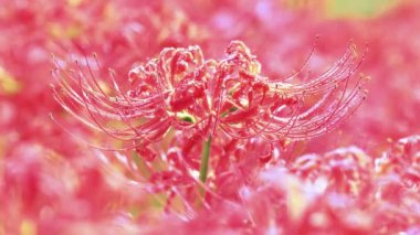 Su Damlalı Kırmızı Örümcek Zambağı