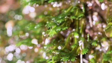 Islak yosunlardan düşen su damlaları