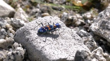 Japon Kaplan Böceği (Cicindela chinensis)