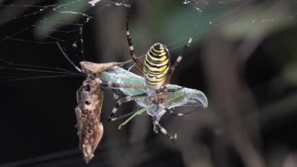 Wasp Spider Argiope Bruennichi Catching Grasshopper — Stock video