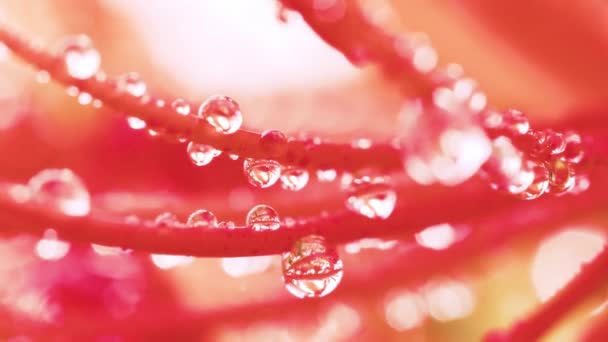 Красная Лилия Паук Водяными Пузырями — стоковое видео