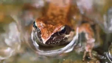 Tago 'nun Kahverengi Kurbağası, Tago Kurbağası (Rana Tagoi)