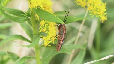 Kokuşmuş Böcek (Physopelta gutta)