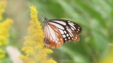 Chestnut Tiger Butterfly (Parantica sita)