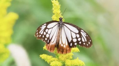 Chestnut Tiger Butterfly (Parantica sita)