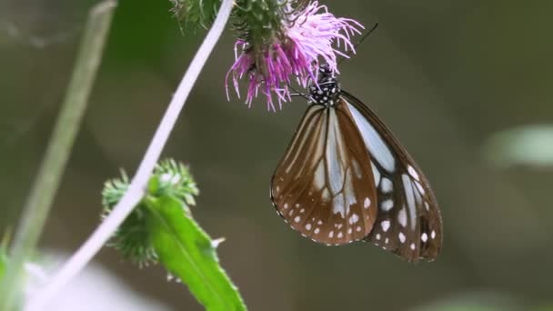 Papillon Tigre Châtain Parantica Sita — Video