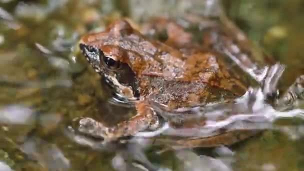 Brown Frog Tago Frog Rana Tagoi — стокове відео