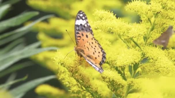 Indische Fritillaire Vlinder Argyreus Hyperbius — Stockvideo