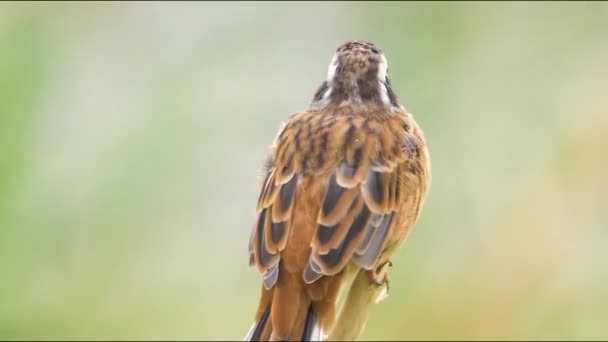 Meadow Bunting Descanso Rama Delgada — Vídeo de stock