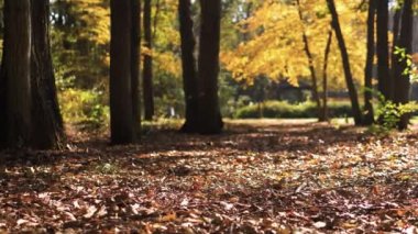Sonbahar parkında düşen yapraklar