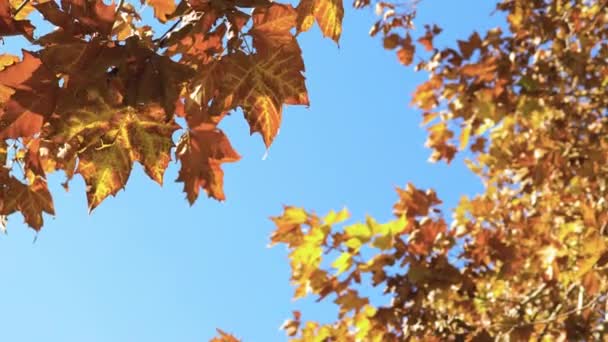 Hojas Otoño Plano Platanus — Vídeos de Stock