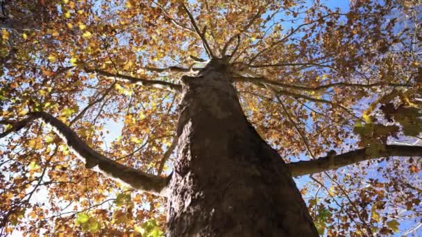 Jesienne Liście Drzewo Samolotowe Platanus — Wideo stockowe