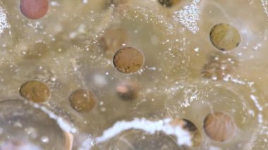 Kurbağa yumurtası, Kurbağa yumurtası, Montan Kahverengi Kurbağası (Rana ornativentris) Dağ Havuzu 'nda Yumurtalar