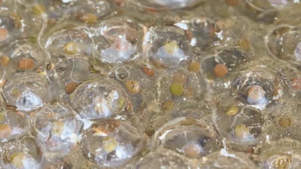 Frog Spawn Frog Eggs Montane Brown Frog Rana Ornativentris Spawns — Vídeos de Stock