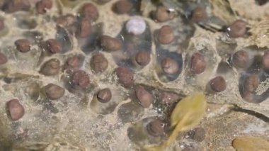 Toad Spawn, Toad Eggs, Japan Common Toad (Bufo japonicus formosus) Dağlık Gölette Yumurtalar