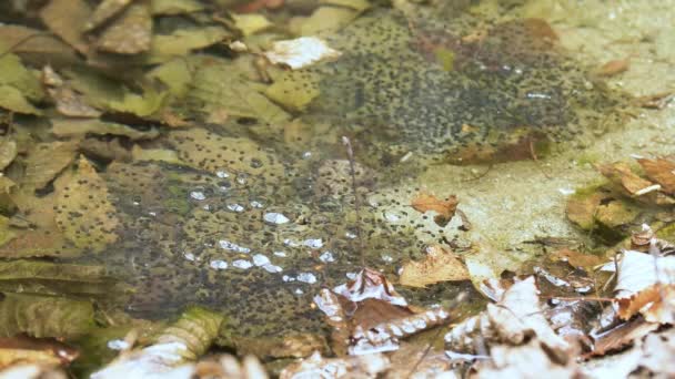 Sapo Spawn Frog Eggs Montane Brown Frog Rana Ornativentris Spawns — Vídeo de Stock