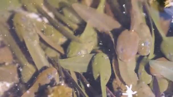 Montane Brown Frog Rana Ornativentris Renacuajos Estanque Montaña — Vídeo de stock