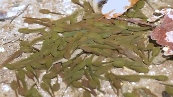 Broasca Montane Brown Rana Ornativentris Mormoloci Iazul Montan — Videoclip de stoc