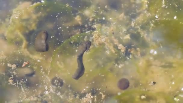 カエルの産卵 カエルの卵 モンタネのブラウンカエル オルガティエンティス 山の池に産卵 — ストック動画